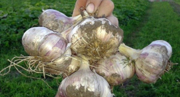 Jak správně skladovat česnek doma po vykopání?